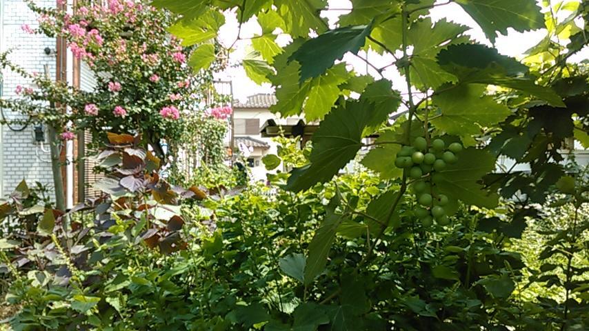 "Cherry House" Is Direct To Narita,Haneda Ap, Disney, Asakusa, Skytree Tower, Tokyo Мацудо Екстер'єр фото